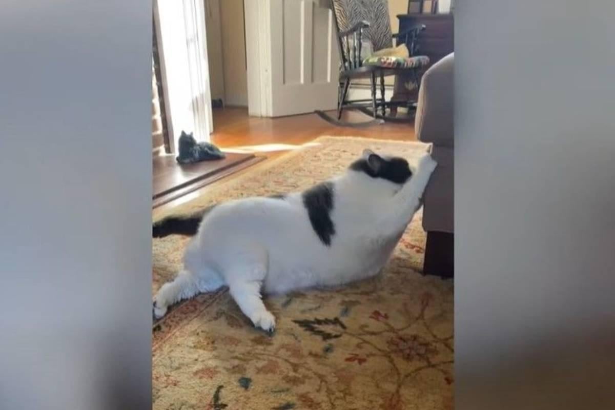 Enormous 40 Pound Cat Becomes Online Sensation “the Largest Cat Anyone Has Ever Seen” 