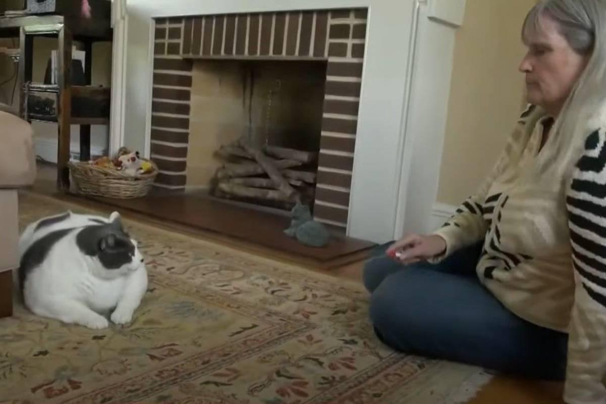 Enormous 40-Pound Cat Becomes Online Sensation – “The Largest Cat ...