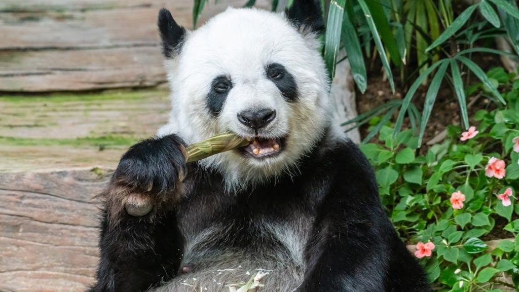 Ya Ya The Giant Panda Goes Back To China After Spending Two Decades In The United States 