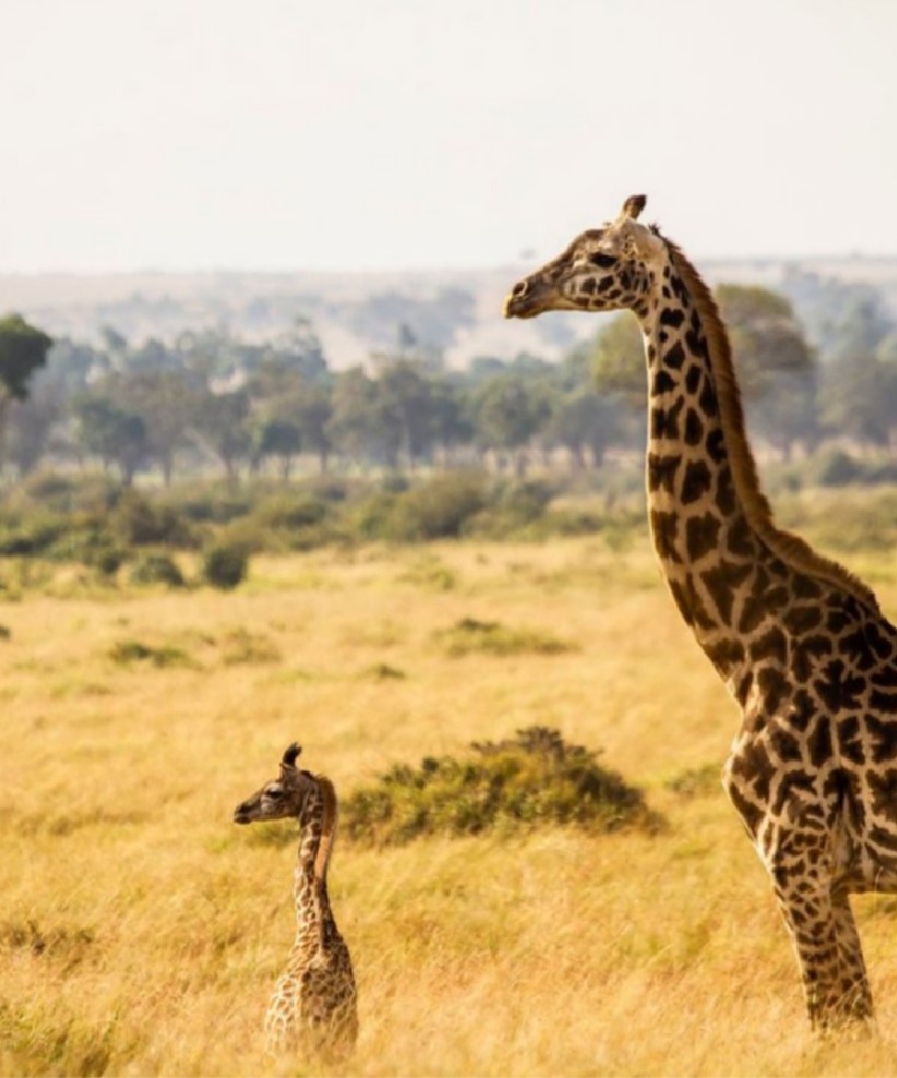 A Dog Befriends A Rescued Baby Giraffe and Their Friendship Is Adorable