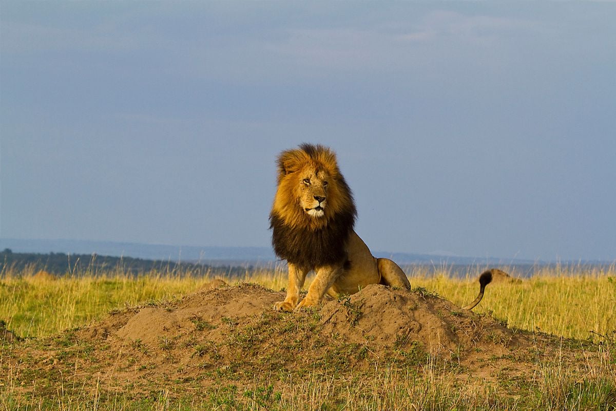 Vet Examines Abnormally Large Lion on Savanna, Quickly Calls Cops to ...