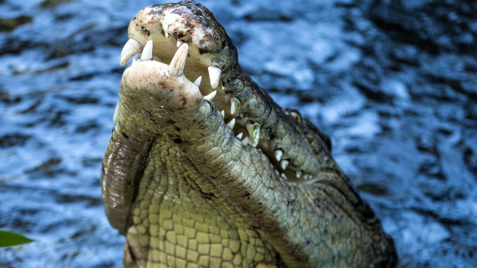 Florida Hunters Catch the Largest Alligator Ever Seen in the State ...