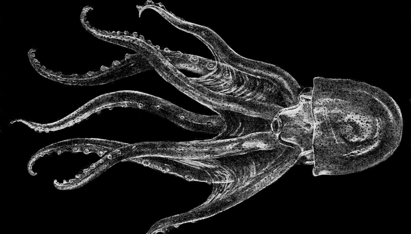 Rare Glass Octopus Spotted for the First Time in Years