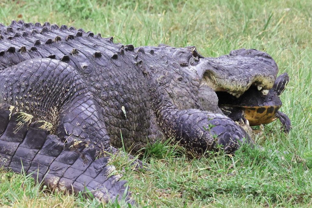 Florida Coast Guard Captain Battles and Catches 920-Pound Gator, Nearly ...