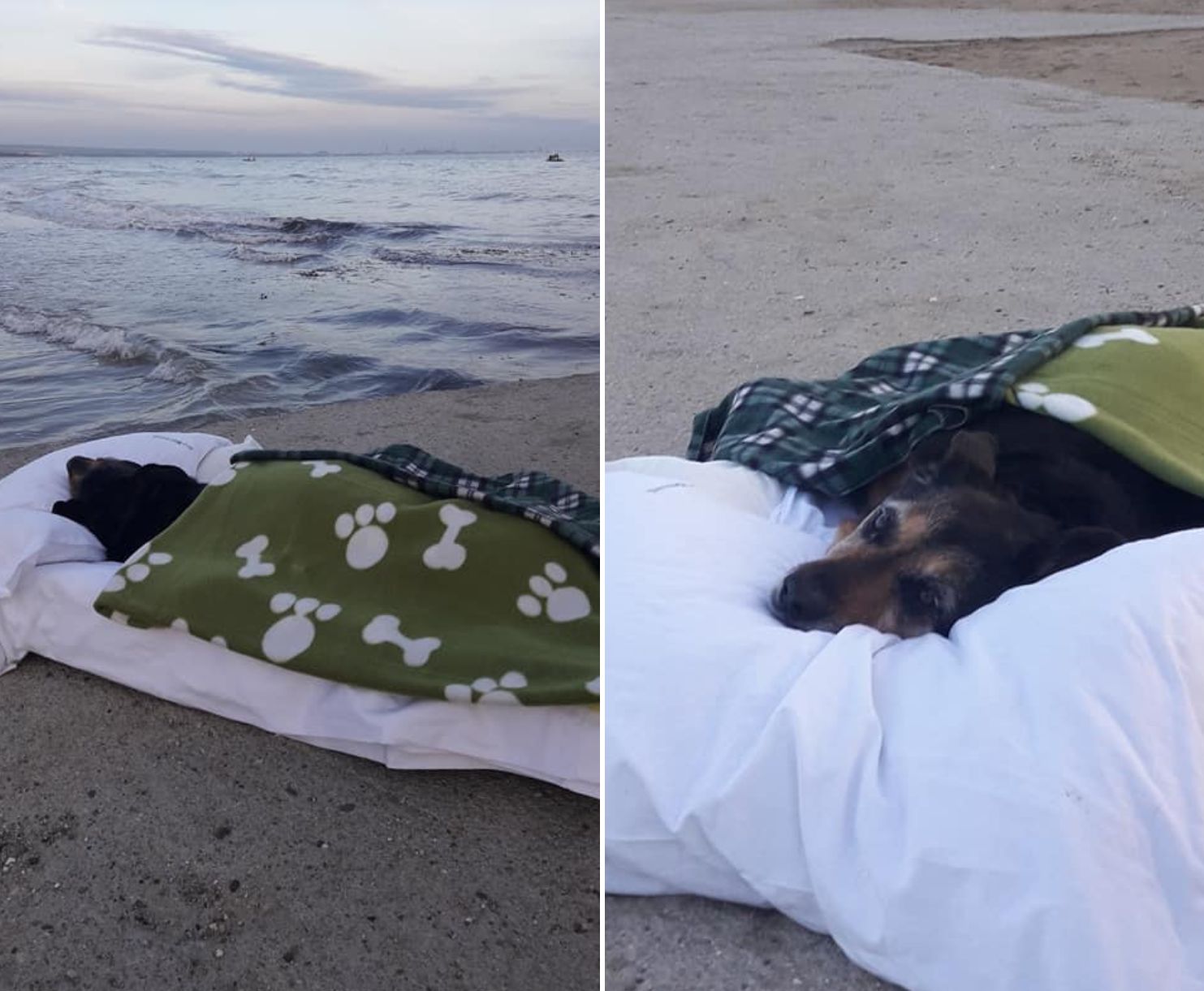 Beloved elderly dog rests on her comfortable dog bed at her favorite beach during her final moments of life
