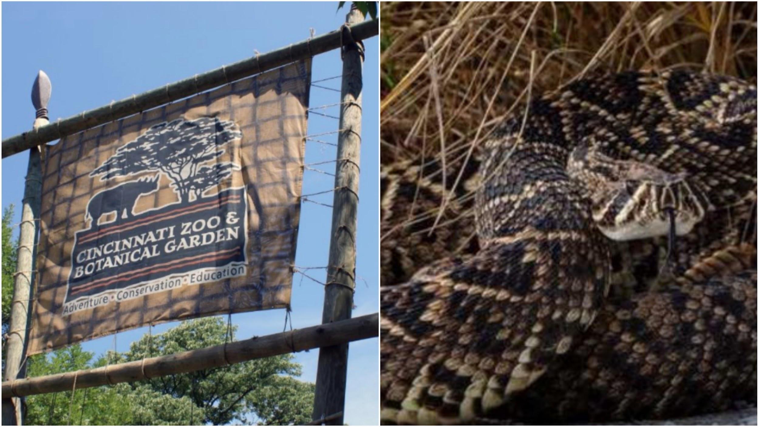 Cincinnati Zoo & Botanical Garden in Ohio and eastern diamondback rattlesnake, the world's most venomous snake