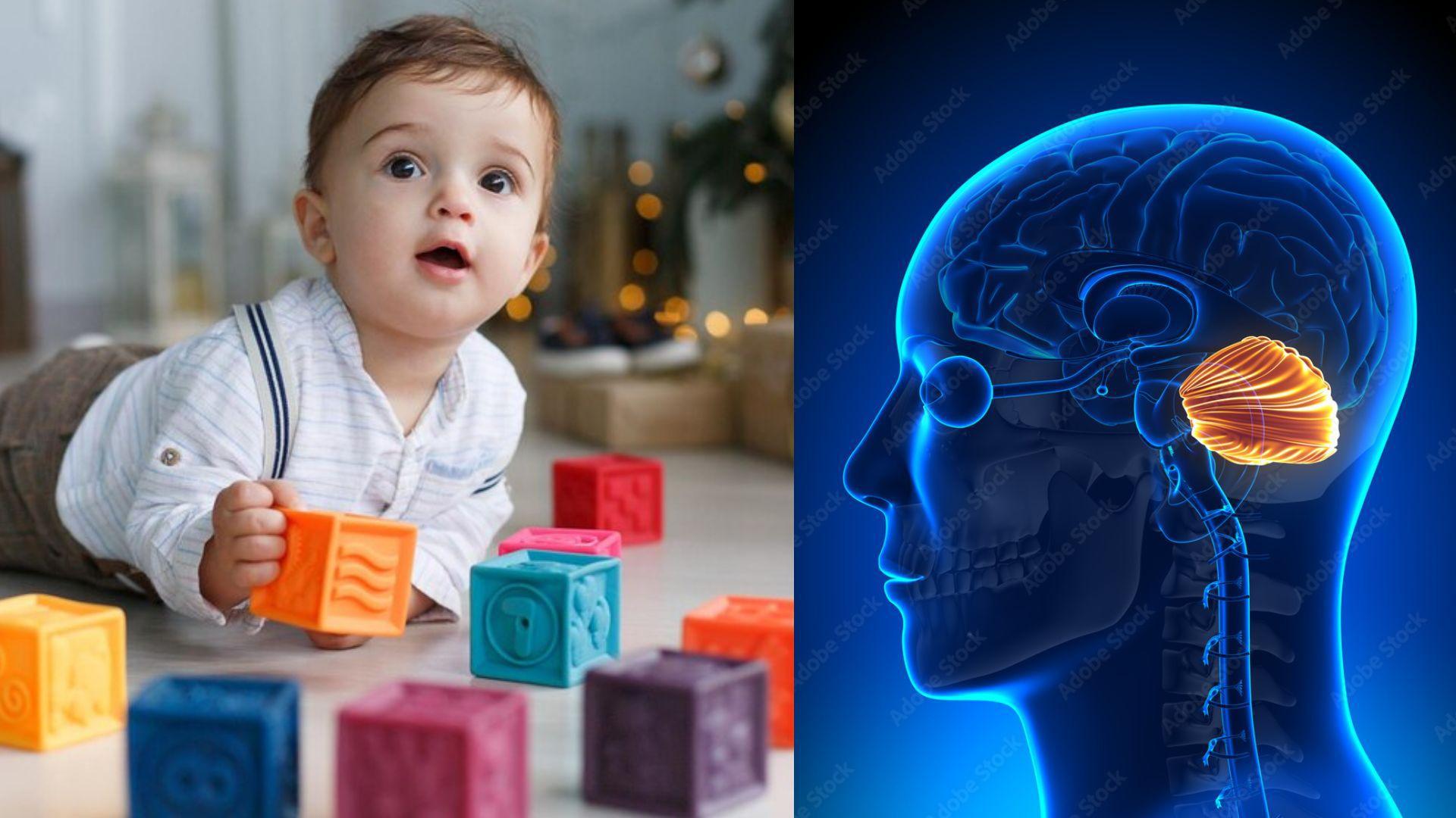 Toddler playing with blocks/Cerebellum in the brain