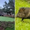 A collage of a ruined turf and a Javelina
