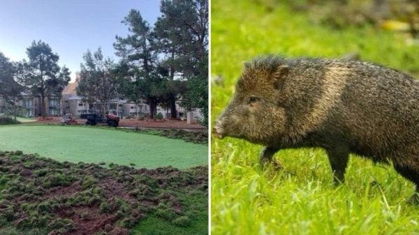 A collage of a ruined turf and a Javelina