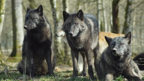 Wolves sit tall near the California forest