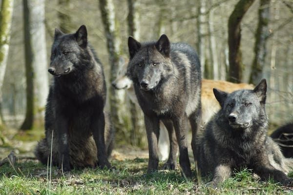 Wolves sit tall near the California forest