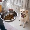 Owner pouring dog food into a silver bowl while their dog waits excitedly